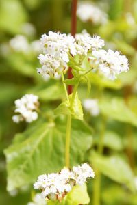 Buchweizenblüte